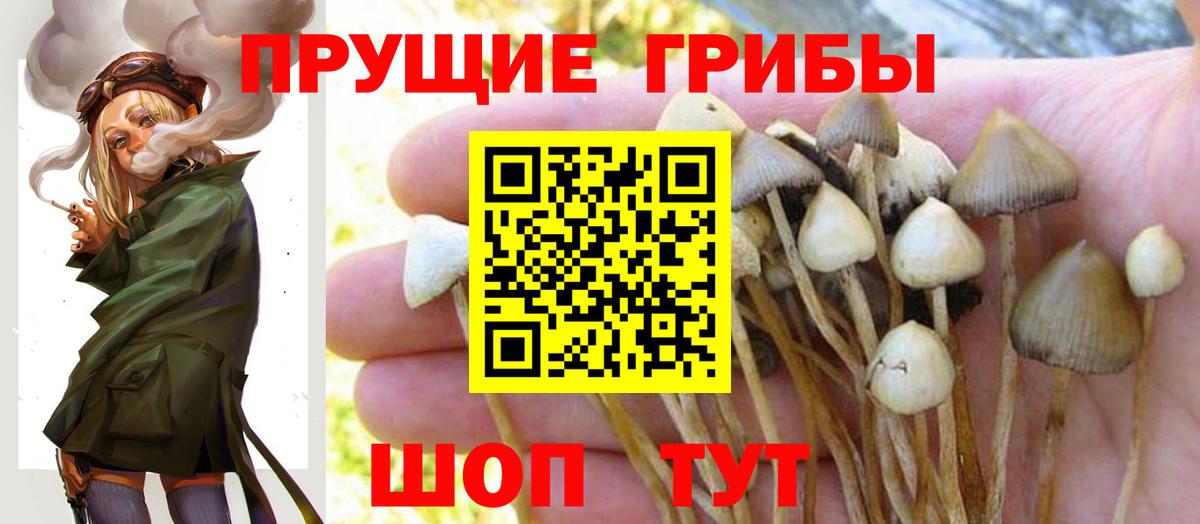 Новоалександровск  Псилоцибиновые грибы Cubensis  Вход с VPN 